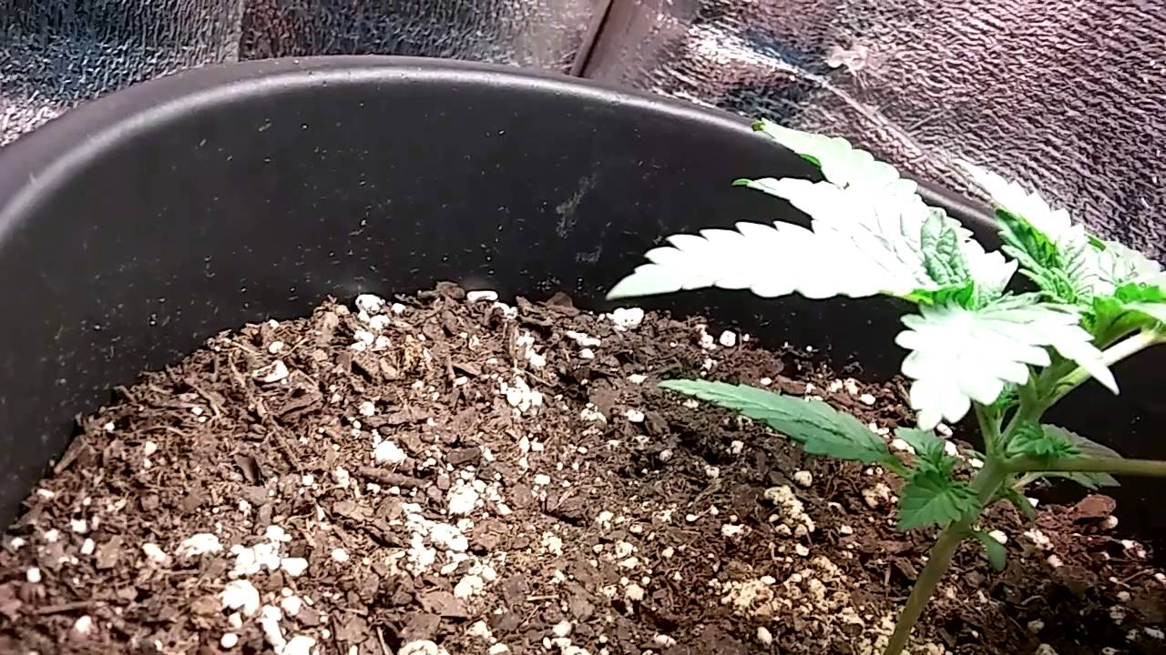 Critical kush and g13 haze