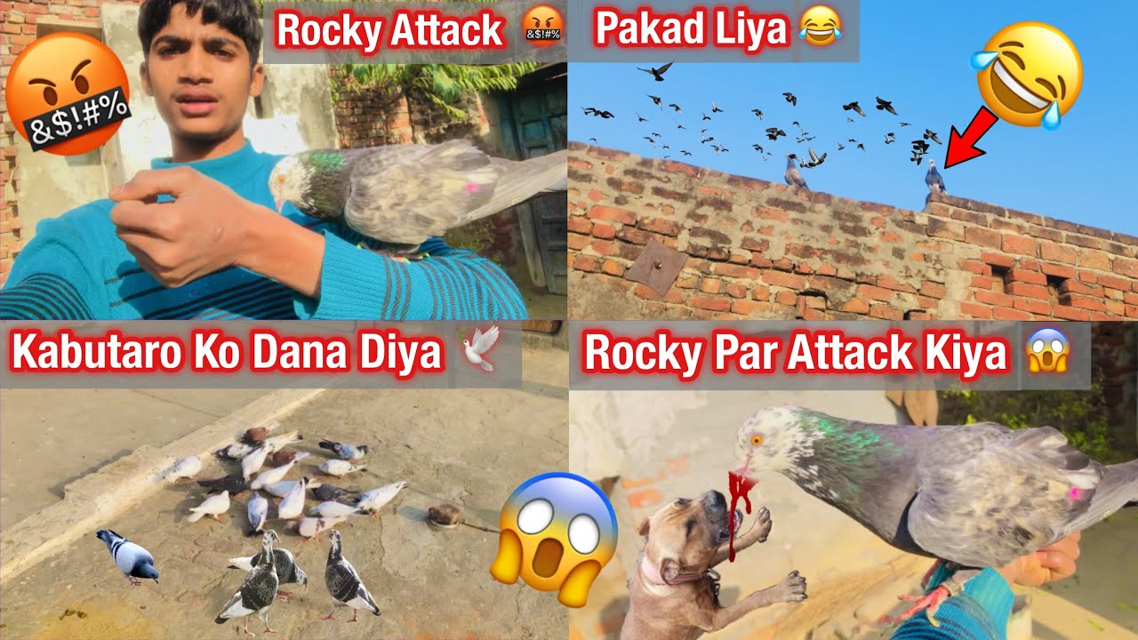 Rocky Par Attack Kiya!!🤬🐕