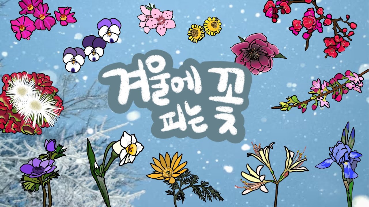 겨울꽃 | 겨울에는 어떤 꽃이 필까? | 눈이 오는 추운 계절에 피어나는 꽃들을 알아보아요 | 낮은 온도에서도 피어나는 꽃 | 겨울에 피는 꽃 | 키즈드로우