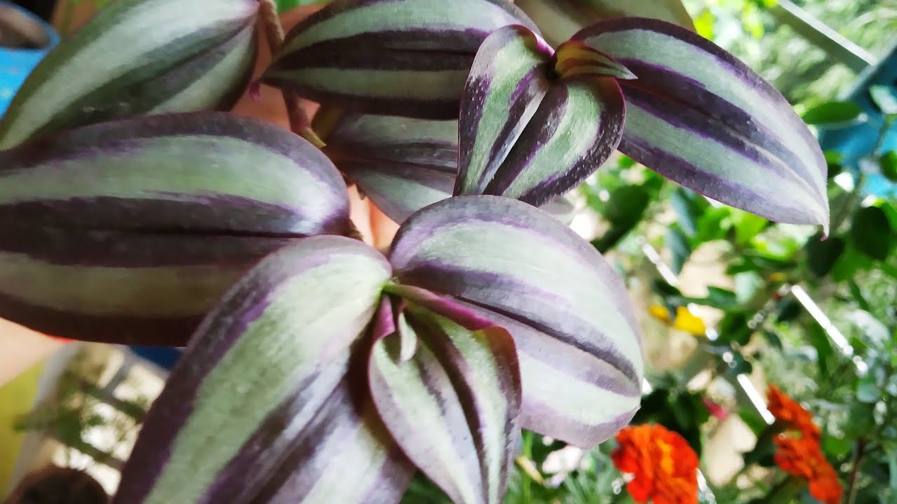 Wandering jew plant को cutting से लगाये beautiful hanging plant...