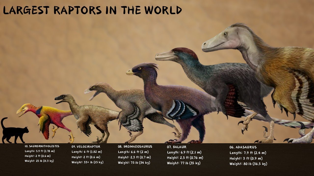The 10 Largest Raptors Ever Discovered (Dromaeosaurids)