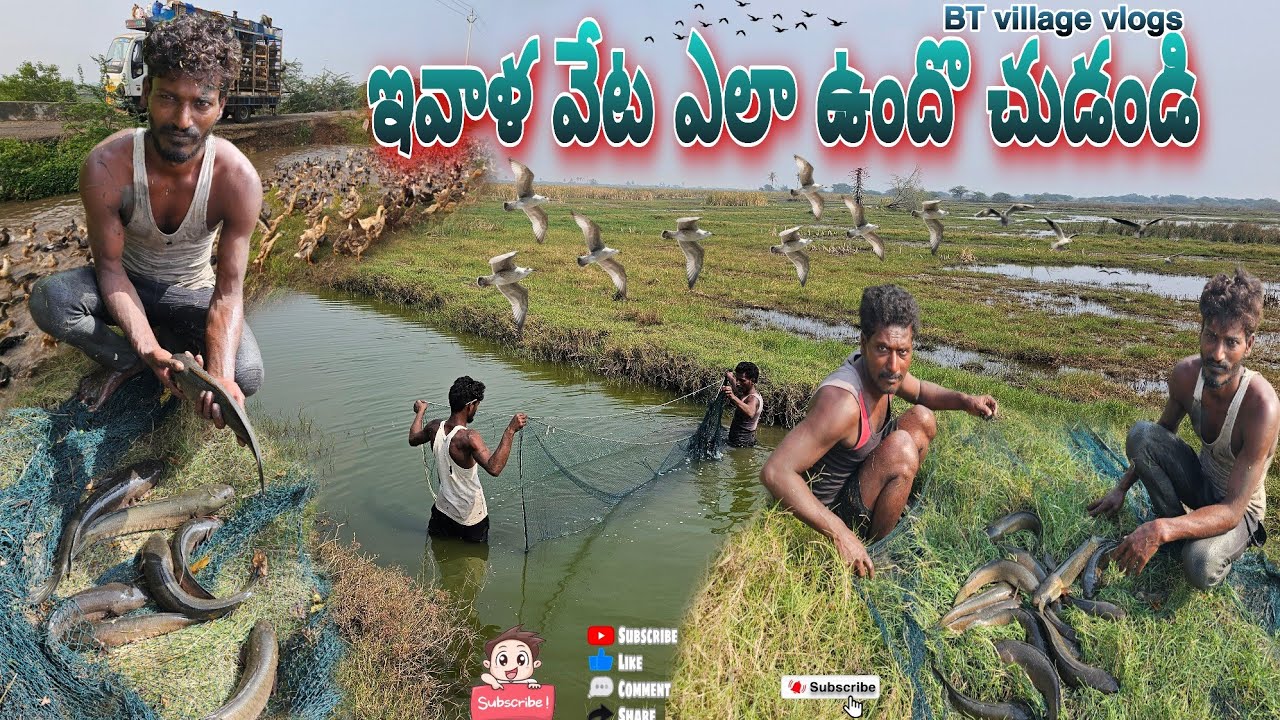 చాలా బాతులు వచ్చాయి చుడండి#fishing #penumudi #cooking #villagevlog #fish #hunting #dryfish #koramenu