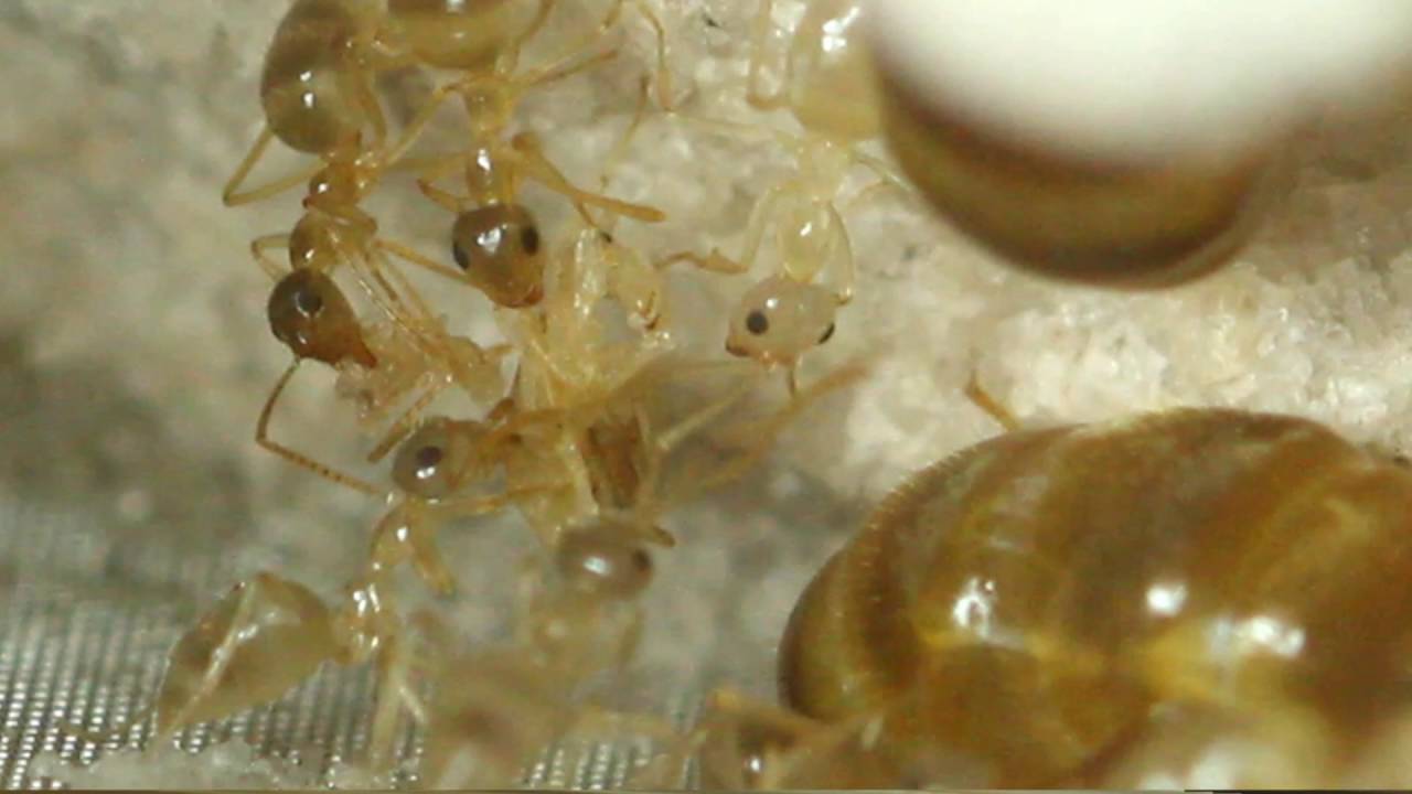 Learning About Winter Ants (Prenolepis imparis)