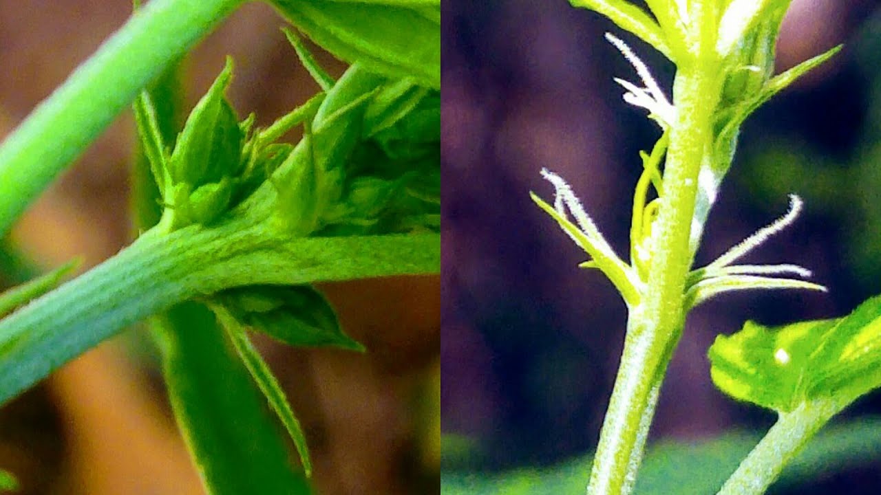 Cannabis Macho Perto Das F&ecirc;meas Como Identificar #63 ( GORD&Atilde;O THC )