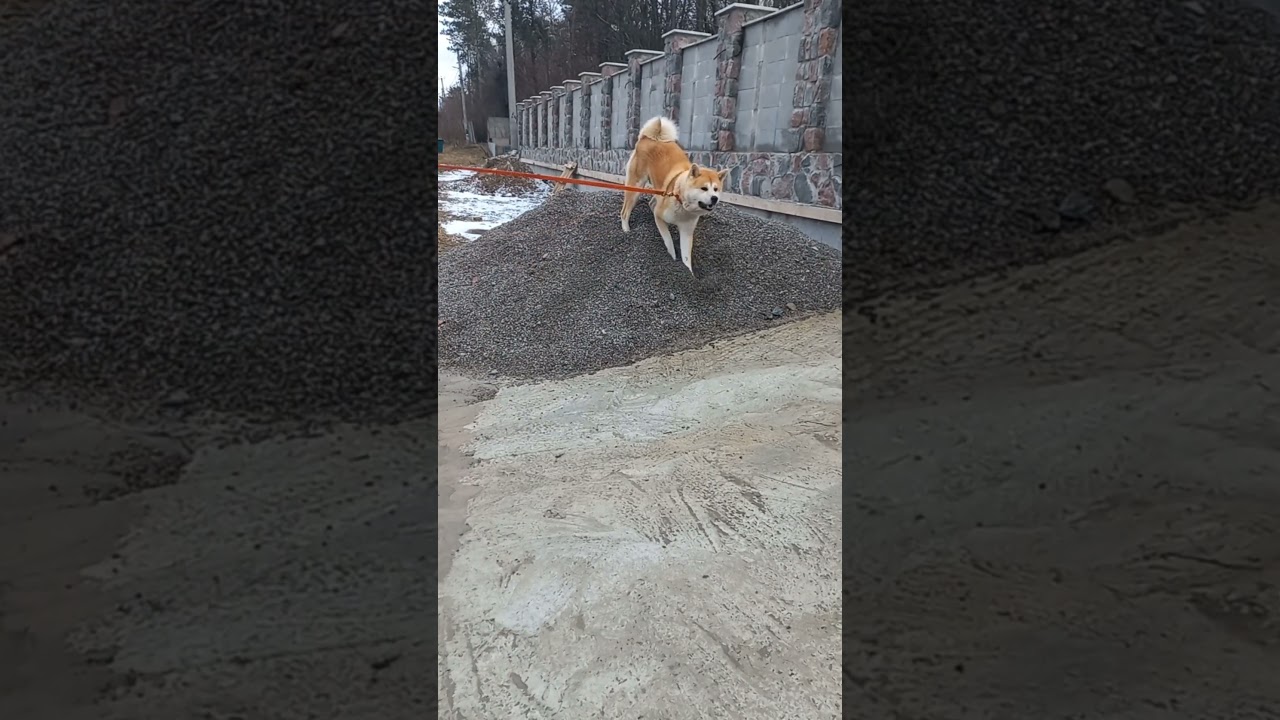 Фаро рассыпал все камни