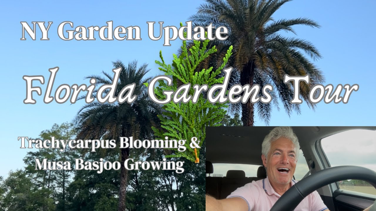 Garden Update + Florida  Gardens Tour | Trachycarpus Blooming, Musa Basjoo Growing!