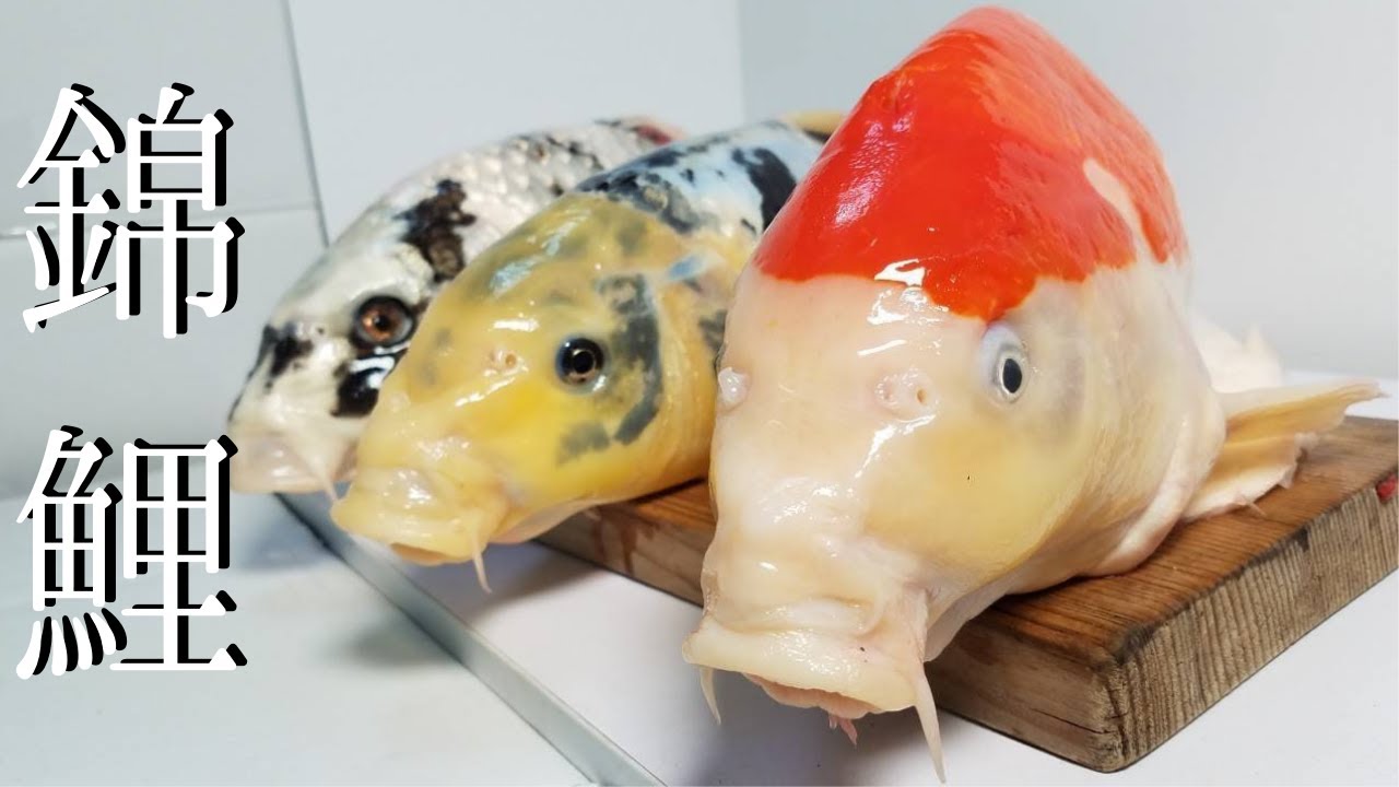 世界の侵略的外来種ワースト100！野生の「飼育型コイ（錦鯉）」を捕獲して喰う！【琵琶湖ガサガサ探検記33】