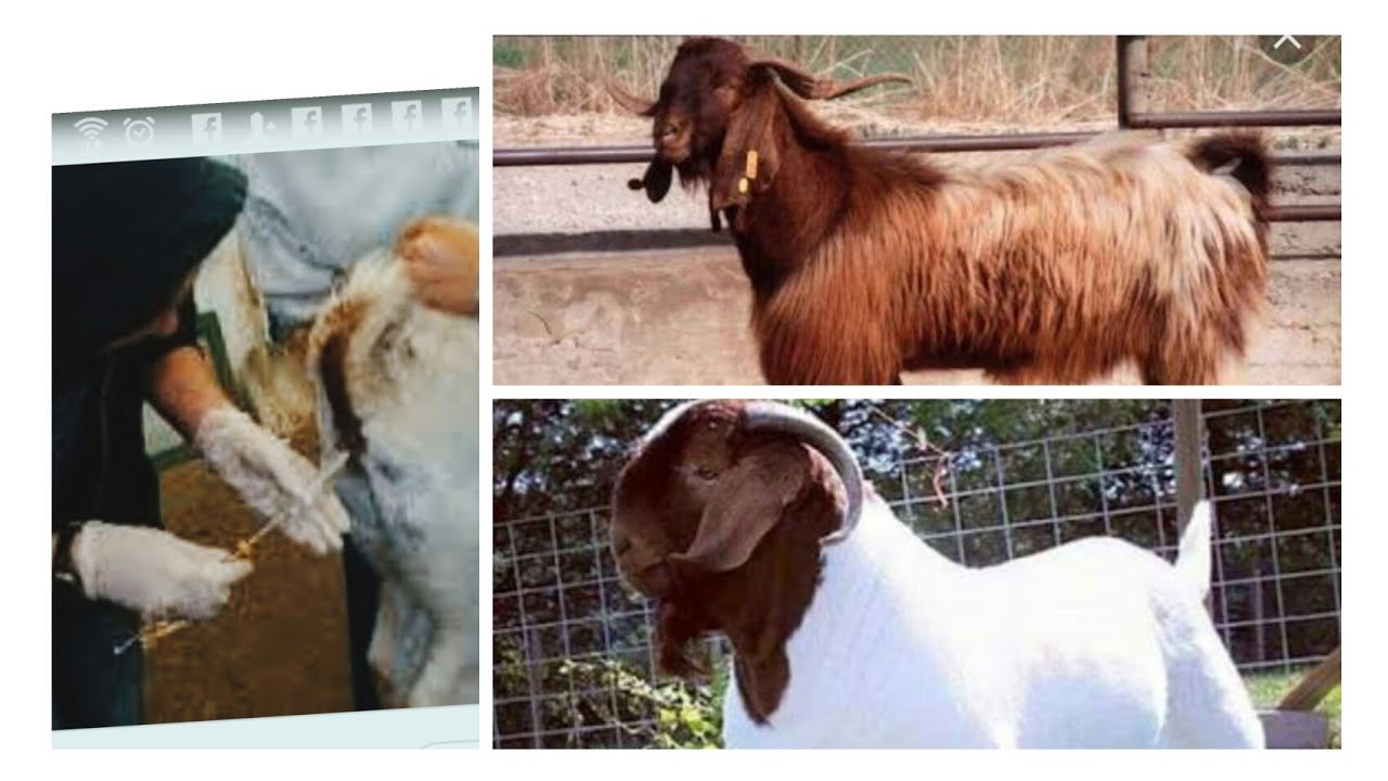 التلقيح الصناعي والفرق بين الجدي الشامي والجدي البور