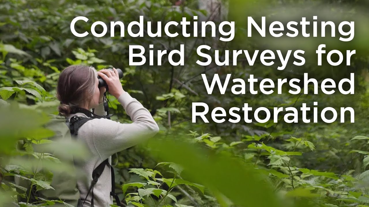Nesting Bird Surveys before Restoration Work in Kennedy Flats