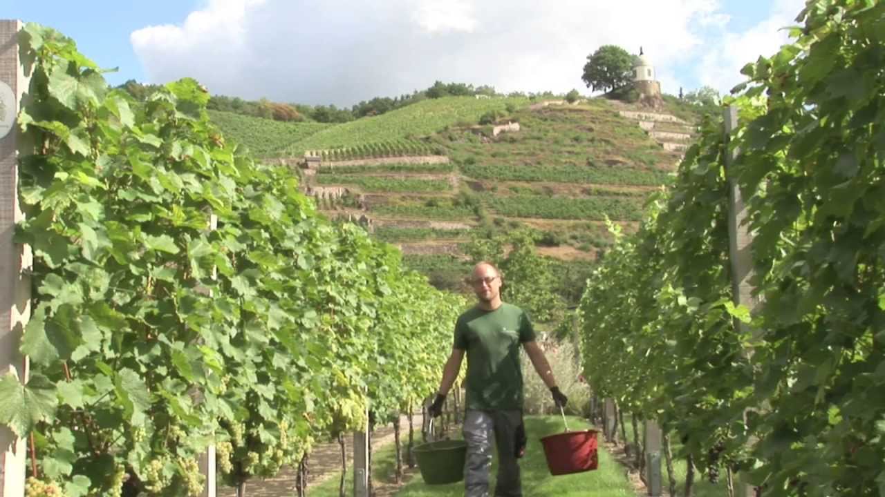 Der Beruf des Winzers