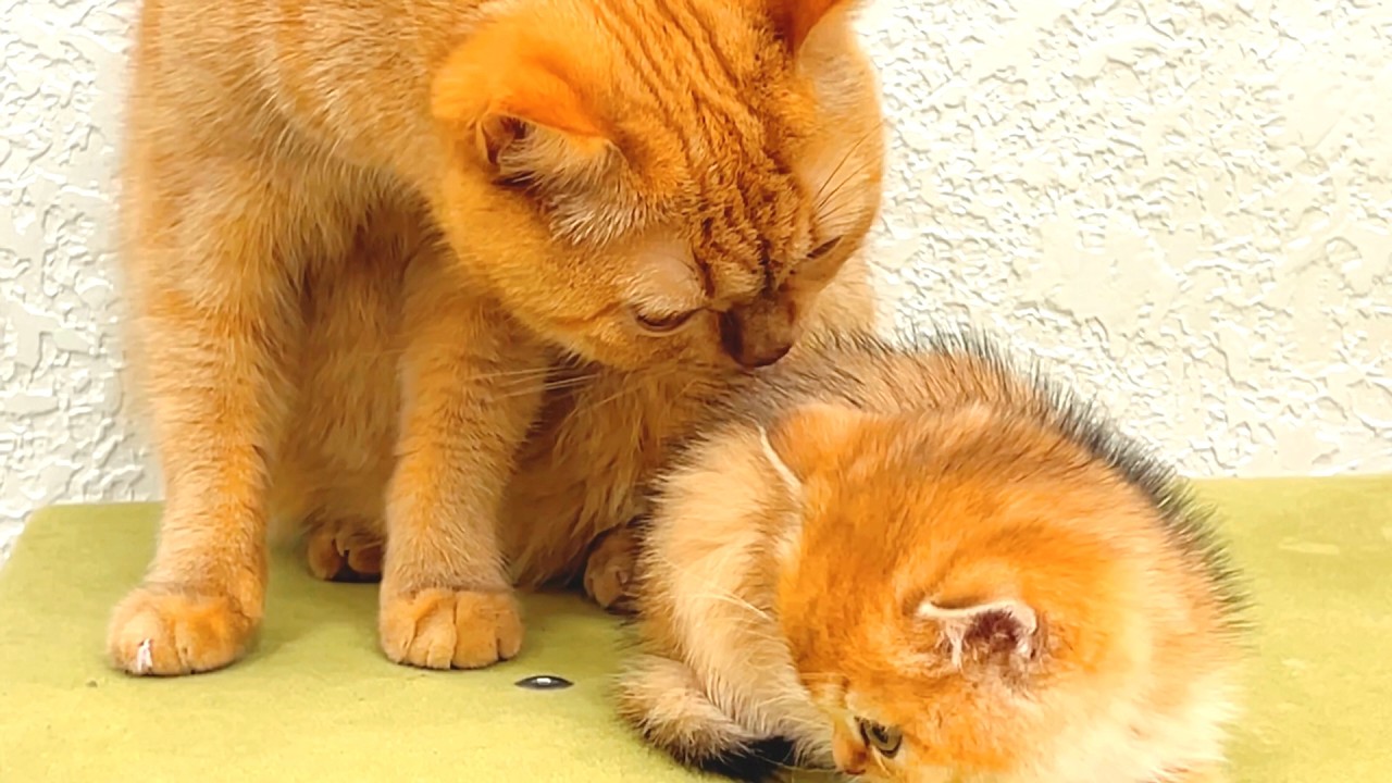 Когда-то она была приёмным котёнком... Теперь Джинджер сделала первый шаг