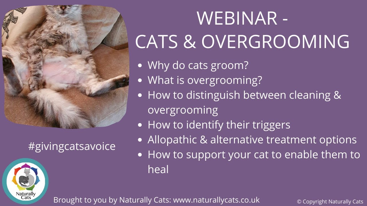 How to stop my cat overgrooming