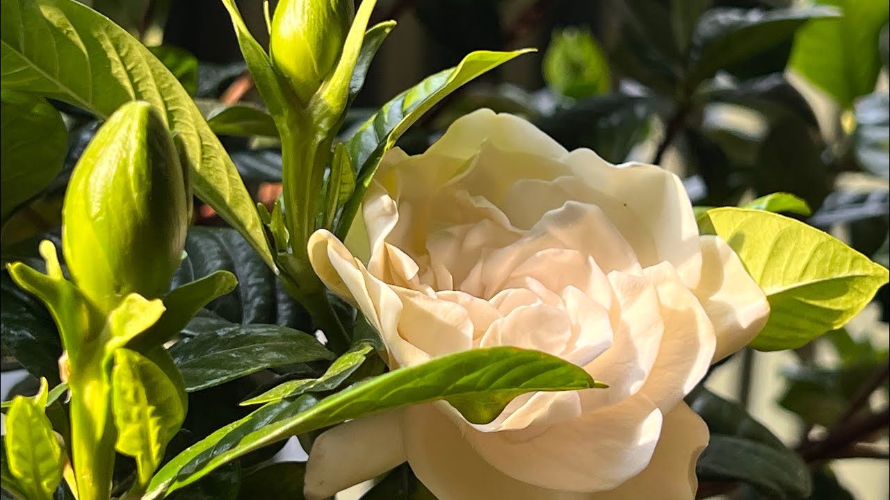 【养花】大叶栀子花（Gardenia jasminoides）在北方地区（大温地区）复花心得/配土、施肥、浇水、光照一一道来/北方地區大葉梔子花如何能復花