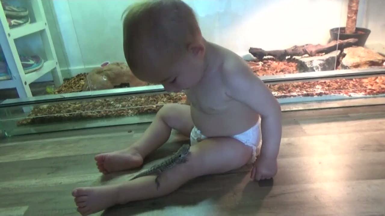 Emil skaffar två ödlor utan att fråga Elin... - Unga föräldrar (TV4)