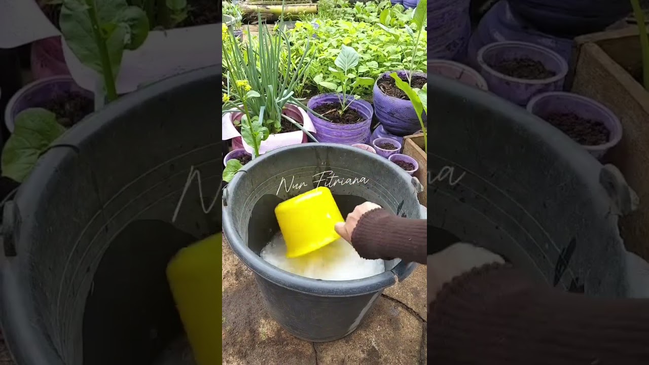 pupuk perangsang bunga dan buah 🌱 #gardening #berkebun