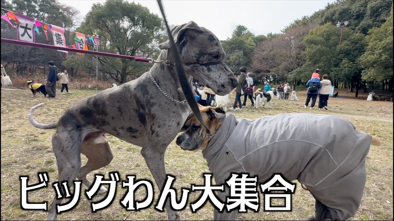 ロイおじよりデカい犬が大集合！