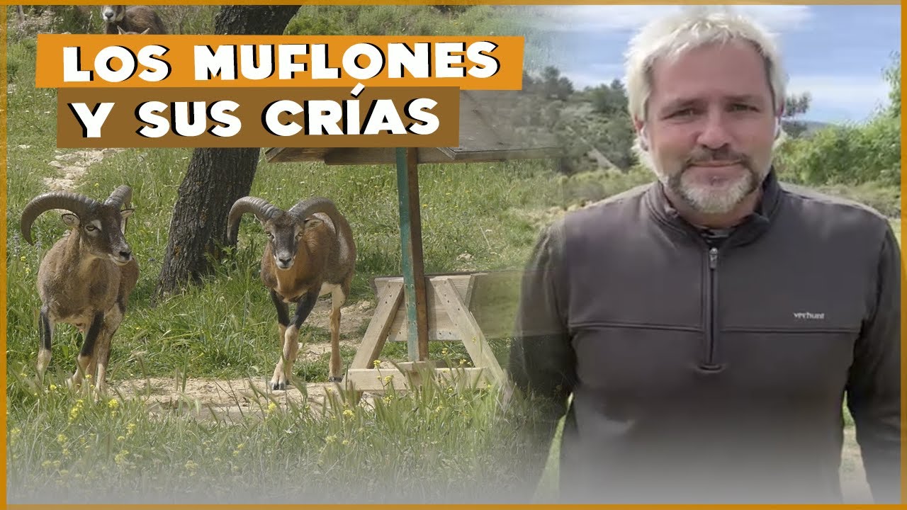 La FINCA, los MUFLONES y sus CRÍAS en primavera | #Cañizares