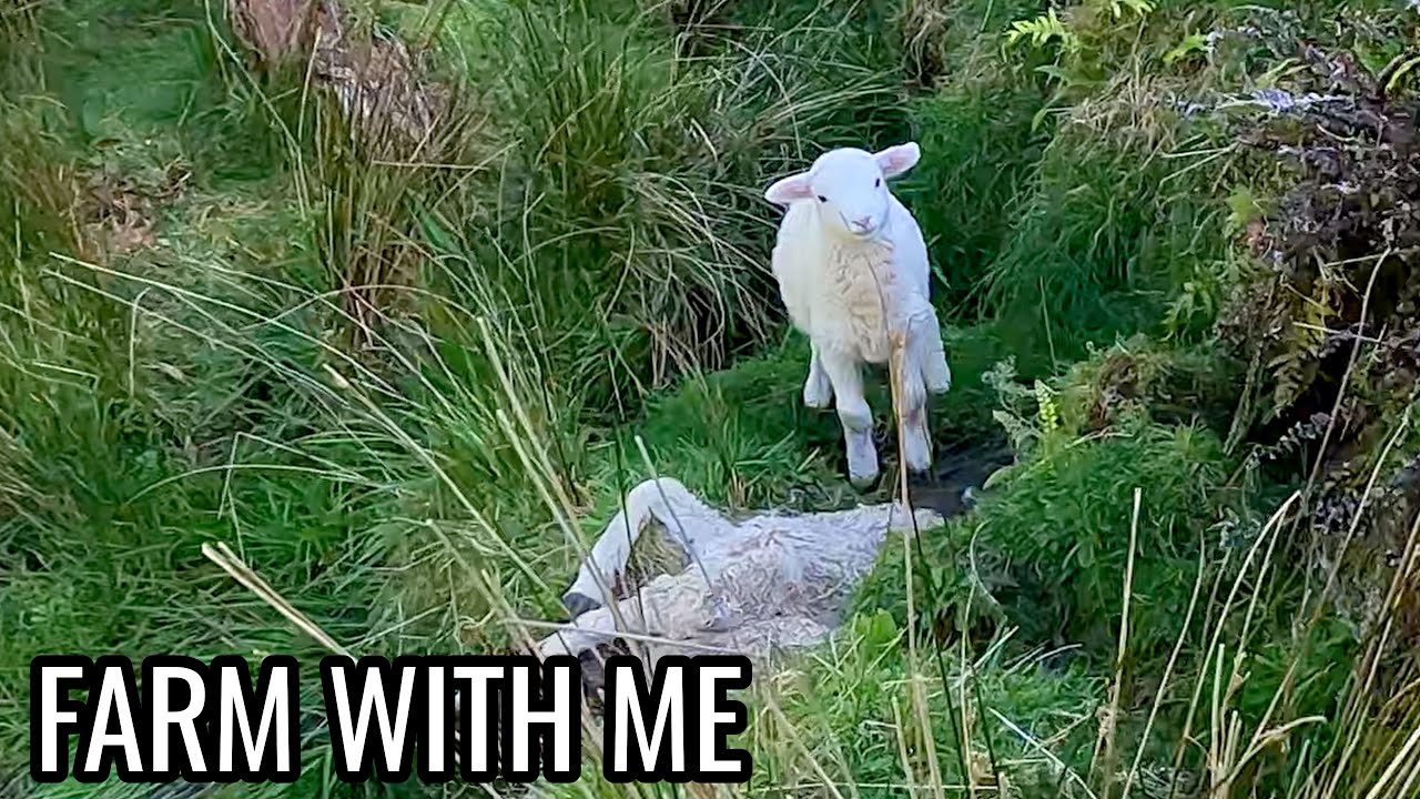 Lamb Wouldn't Leave It's Dead Mum