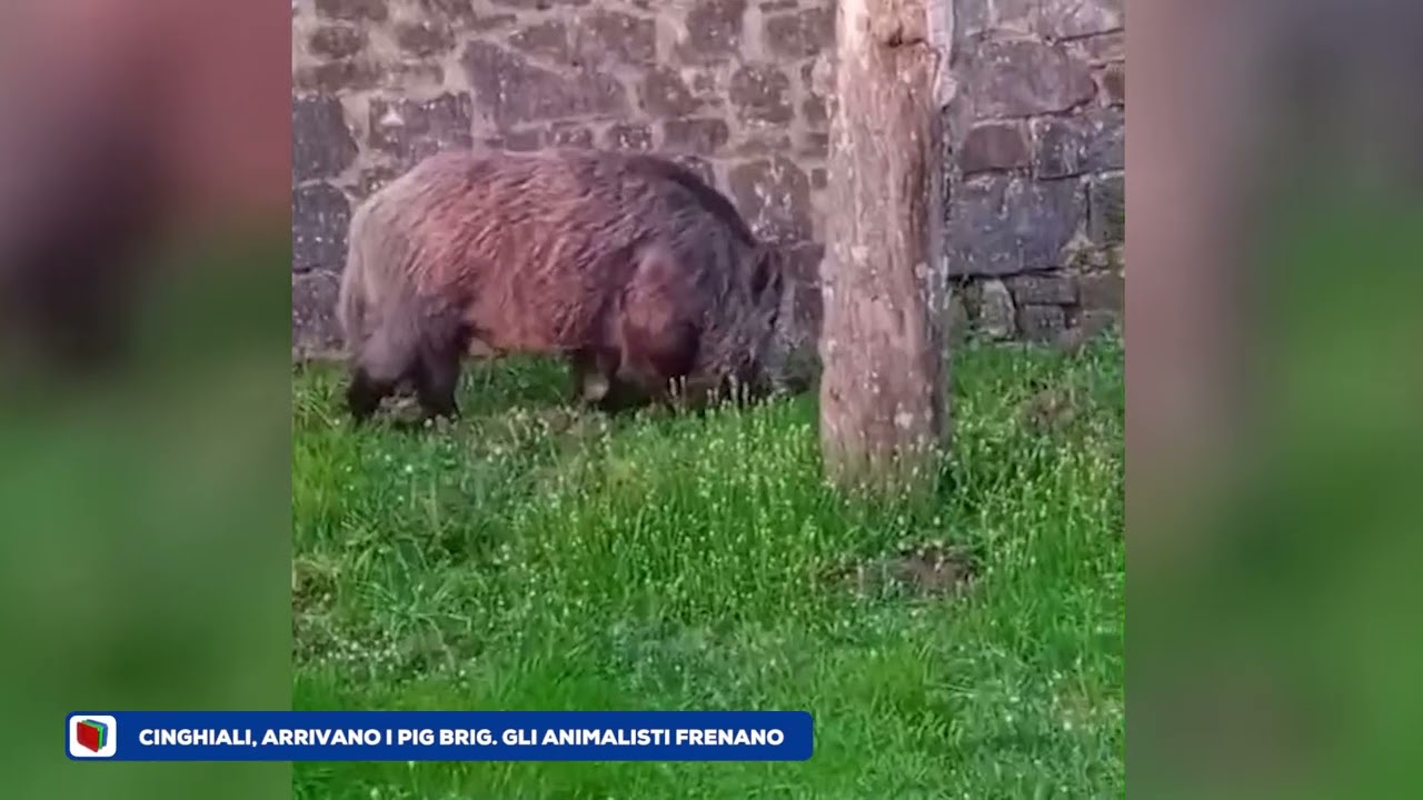 Ariano, pig brig per catturare i cinghiali in villa. Animalisti: 
