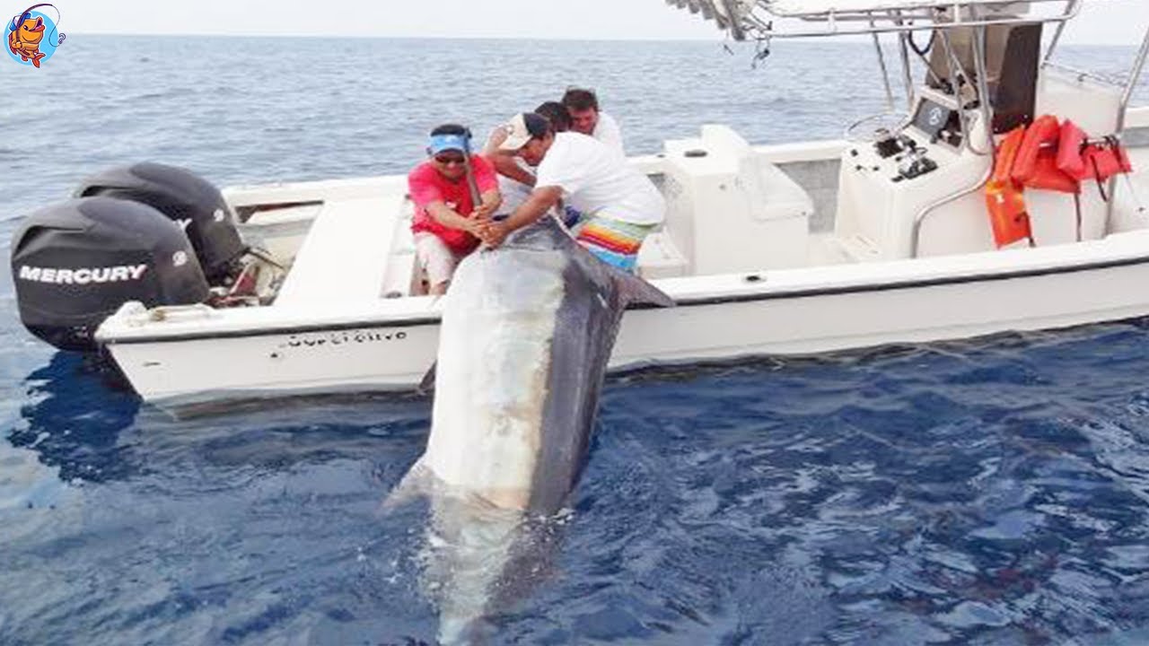 Habilidades pesca del marlin gigante - Los pescadores capturan marlin gigante de esta manera