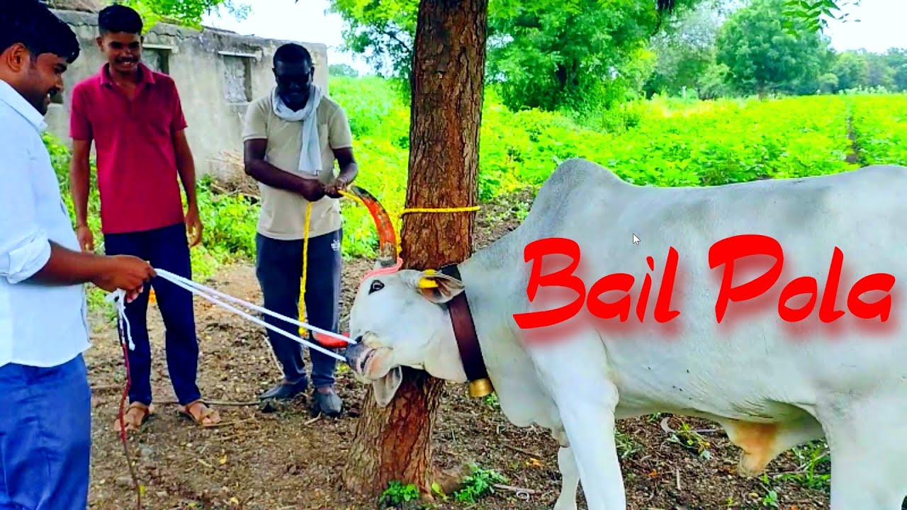 Bail Pola 2023 Cinematic Video | Bendur Sajavat | #viral #swapnlifevlog #bailpola