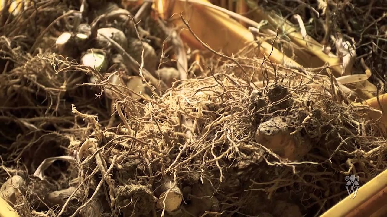 Reportage sulla raccolta del Giaggiolo