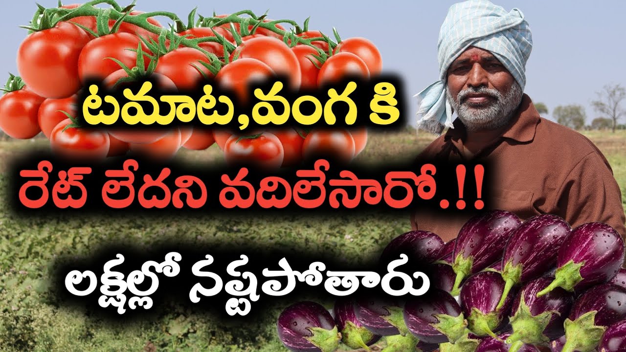 టమాట,వంగ కి రేట్ లేదని వదిలేసారో..లక్షల్లో నష్టపోతారు||Dont neglect Tomato & Brijal when its cheaper