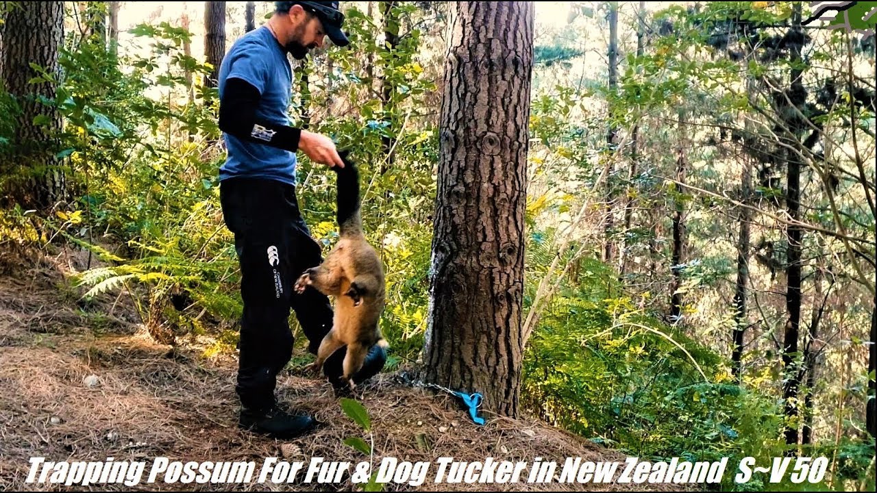 Trapping Possum For Fur & Dog Tucker in New Zealand  SV 50