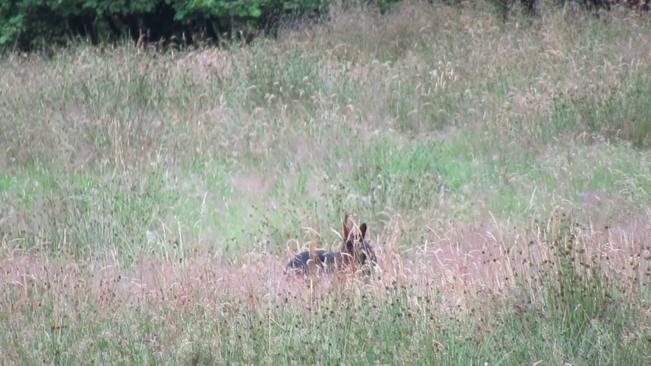 ROE BUCK RARE BLACK EXAMPLE SCOTLAND