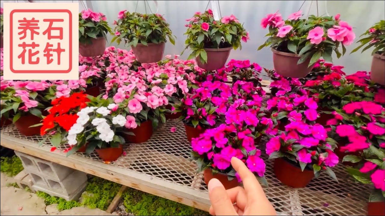 两种耐阴、开花多的小花 - 洋凤仙 impatiens, 秋海棠 begonia