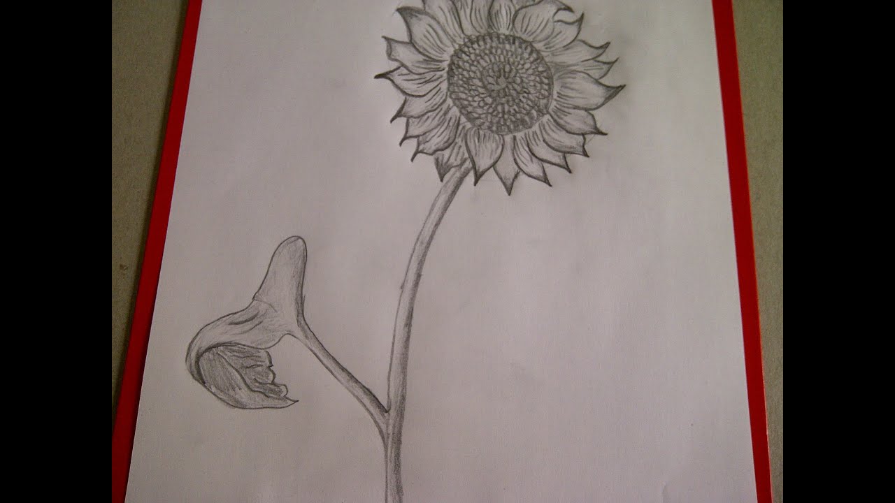 Como dibujar flores. Como dibujar un girasol. Como hacer un dibujo para principiantes