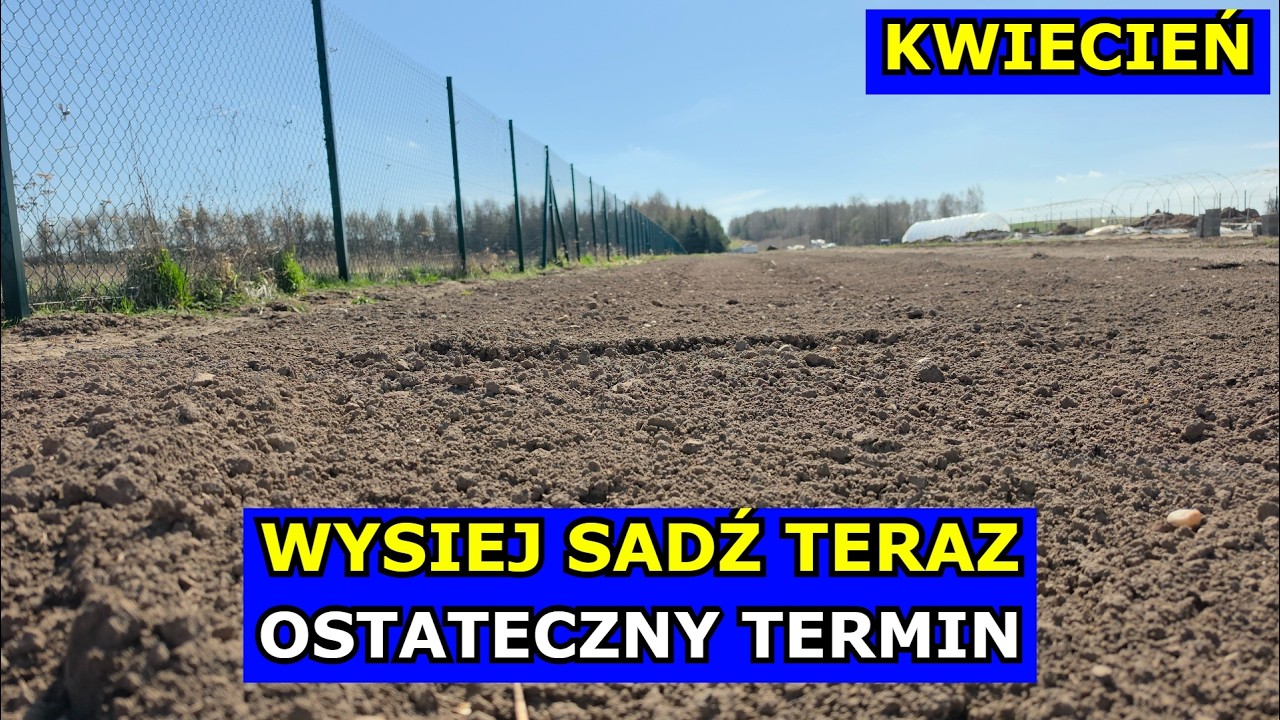 Wysiej Sadź TERAZ, to OSTATECZNY TERMIN. Co siać sadzić w Kwietniu Kalendarz Ogrodnika Kwiecień 2026