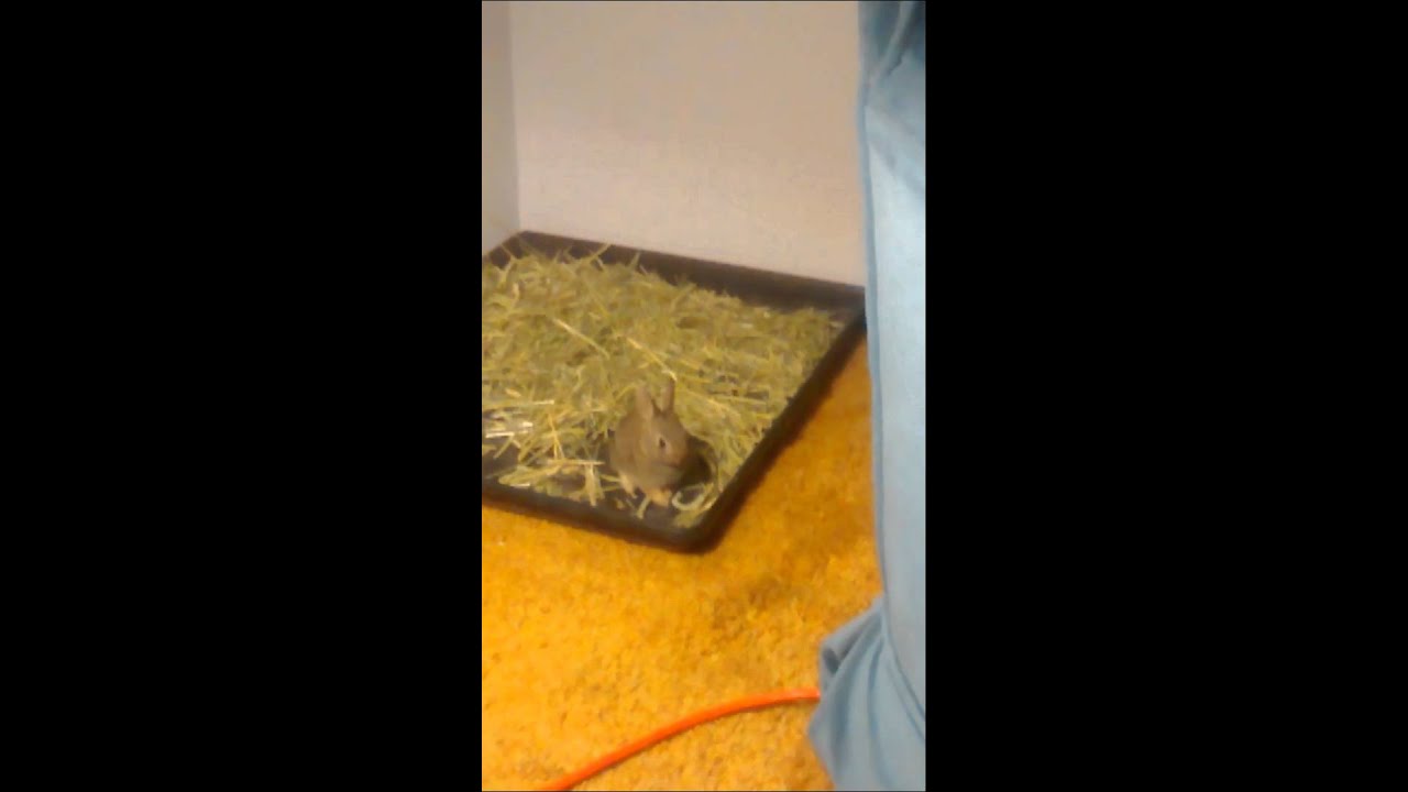 Baby bunny Hirleman eating