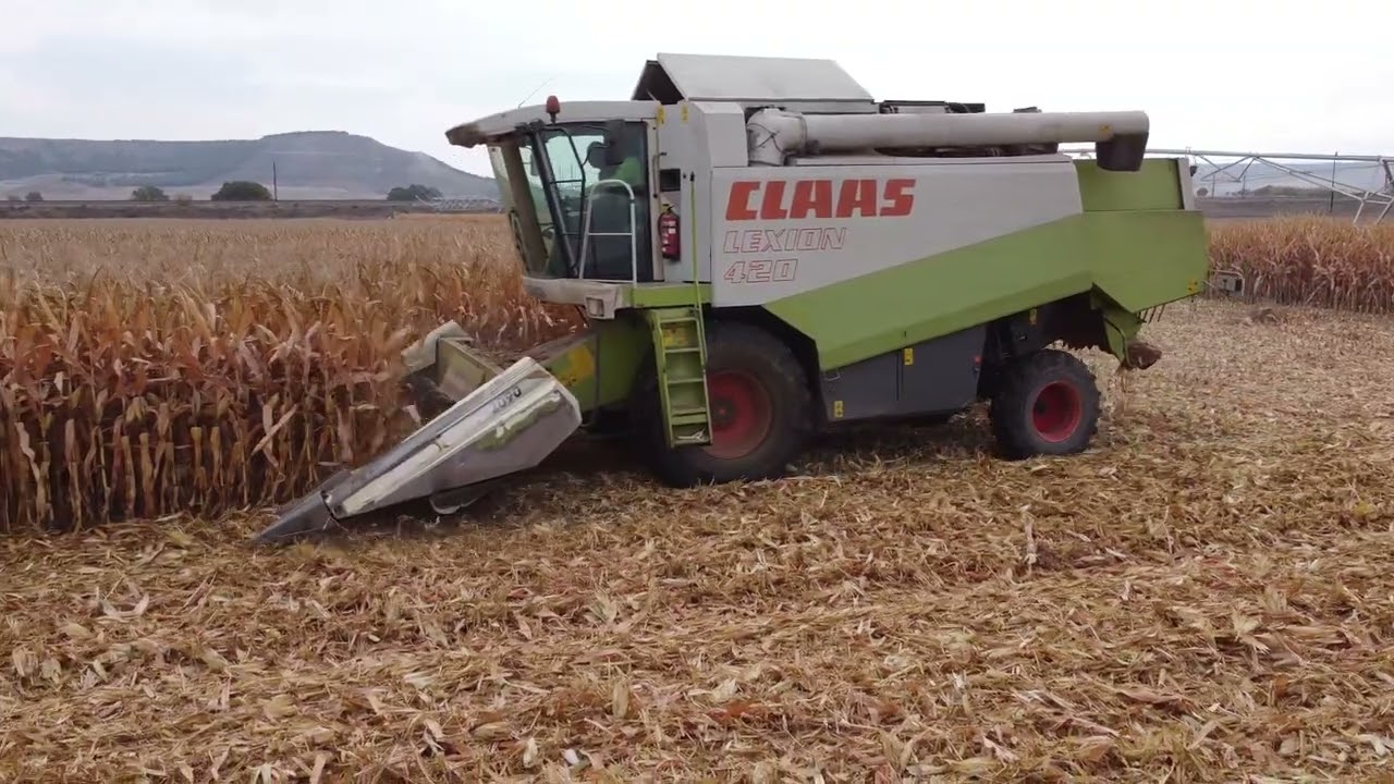Cosechando Maíz con CLAAS Lexion 420. Harvesting Corn with CLAAS Lexion 420.