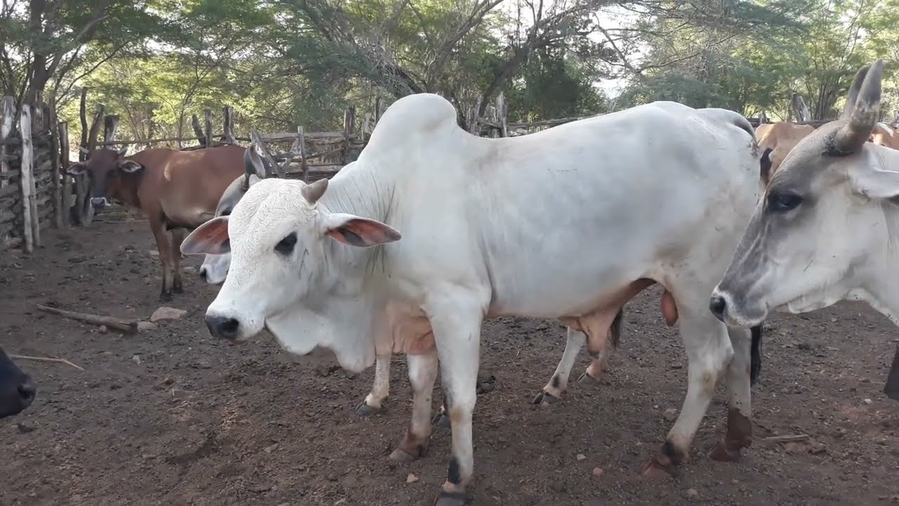 Touro Nelore +vaca no cio