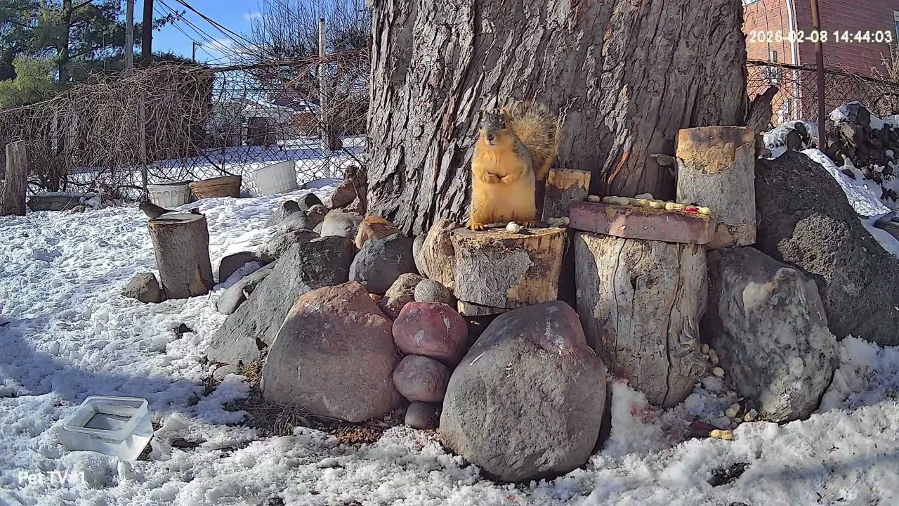 Enjoy My Winter Time City Squirrels #wildlife #winterbirds
