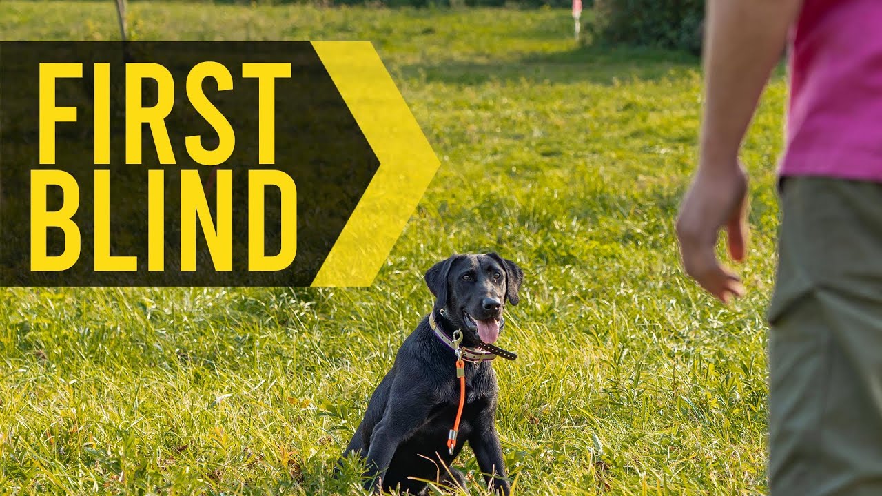 How To Teach Your Dog To Run Their First Blind Retrieve
