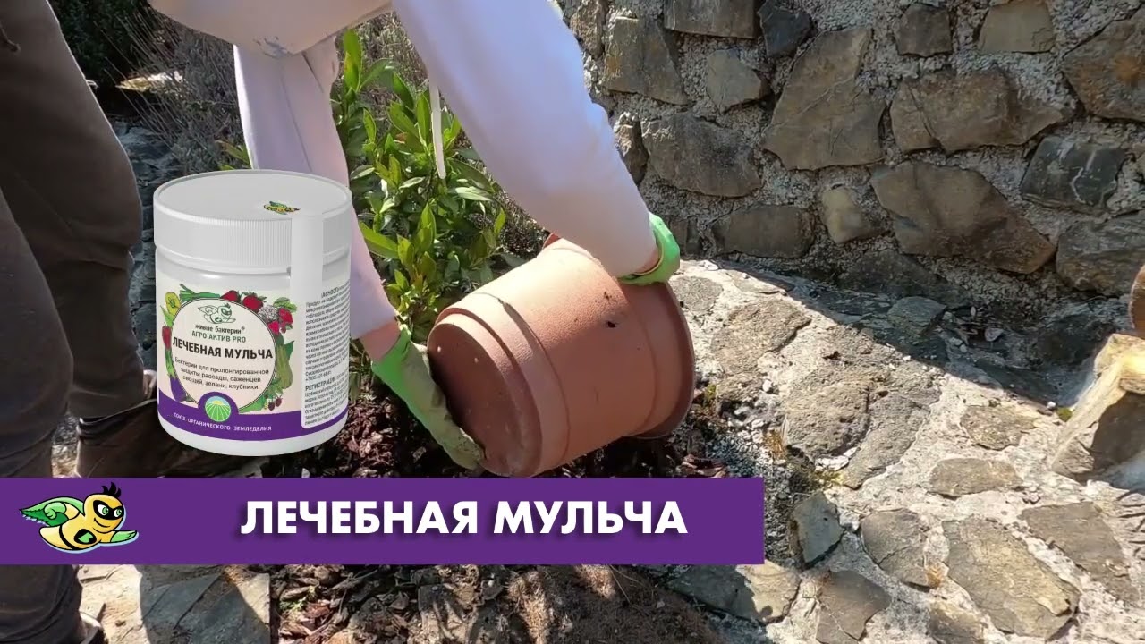 Лечебная мульча для растений