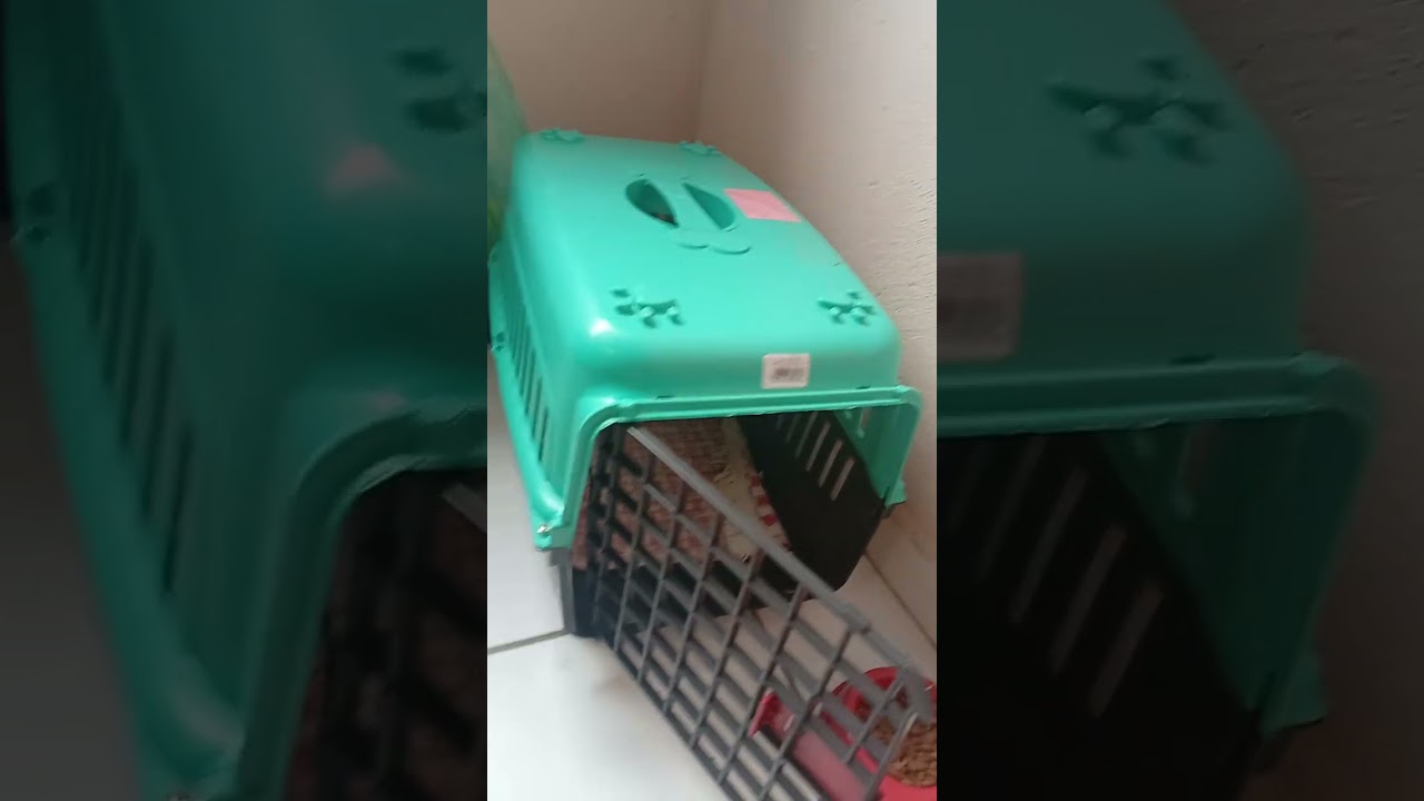 Apresentando o mais novo membro da família, conhaçam o gatinho Mingal.