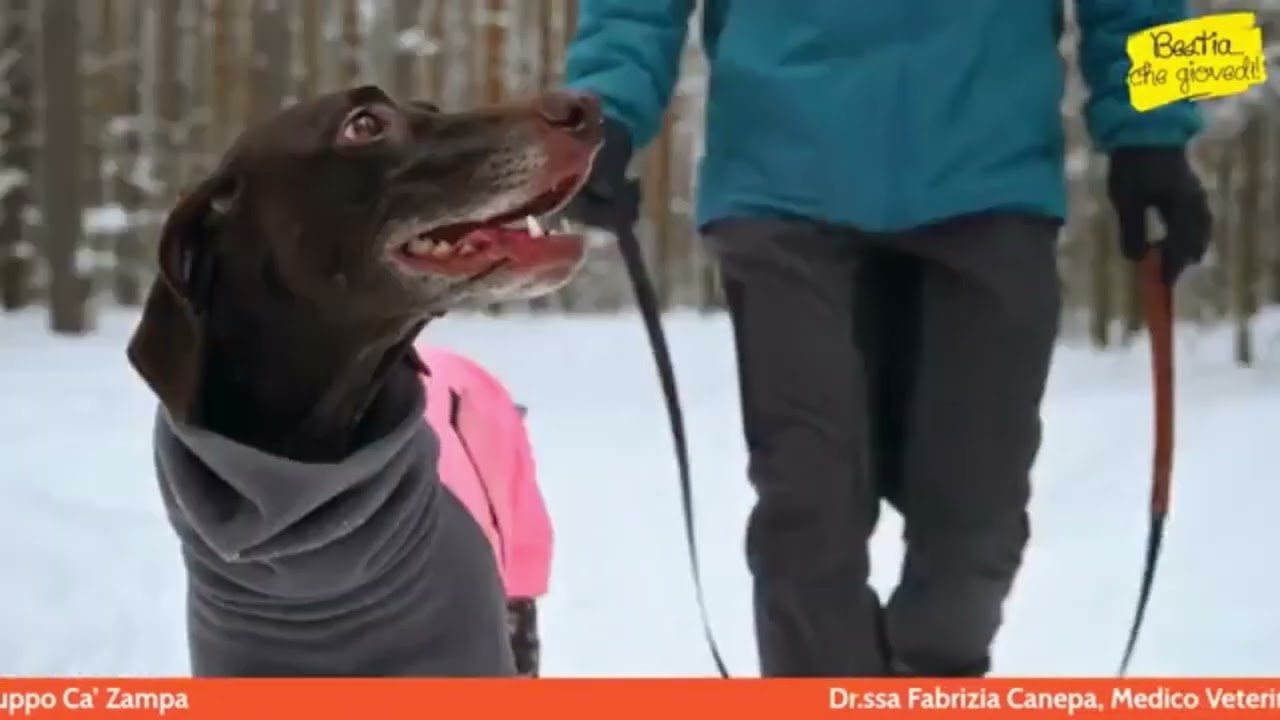 Freddo e dolore cronico nei pet