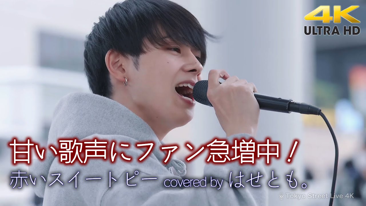 【 歌うま 】甘い歌声にファン急増中！　赤いスイートピー / 松田聖子（ covered by はせとも。）4K映像