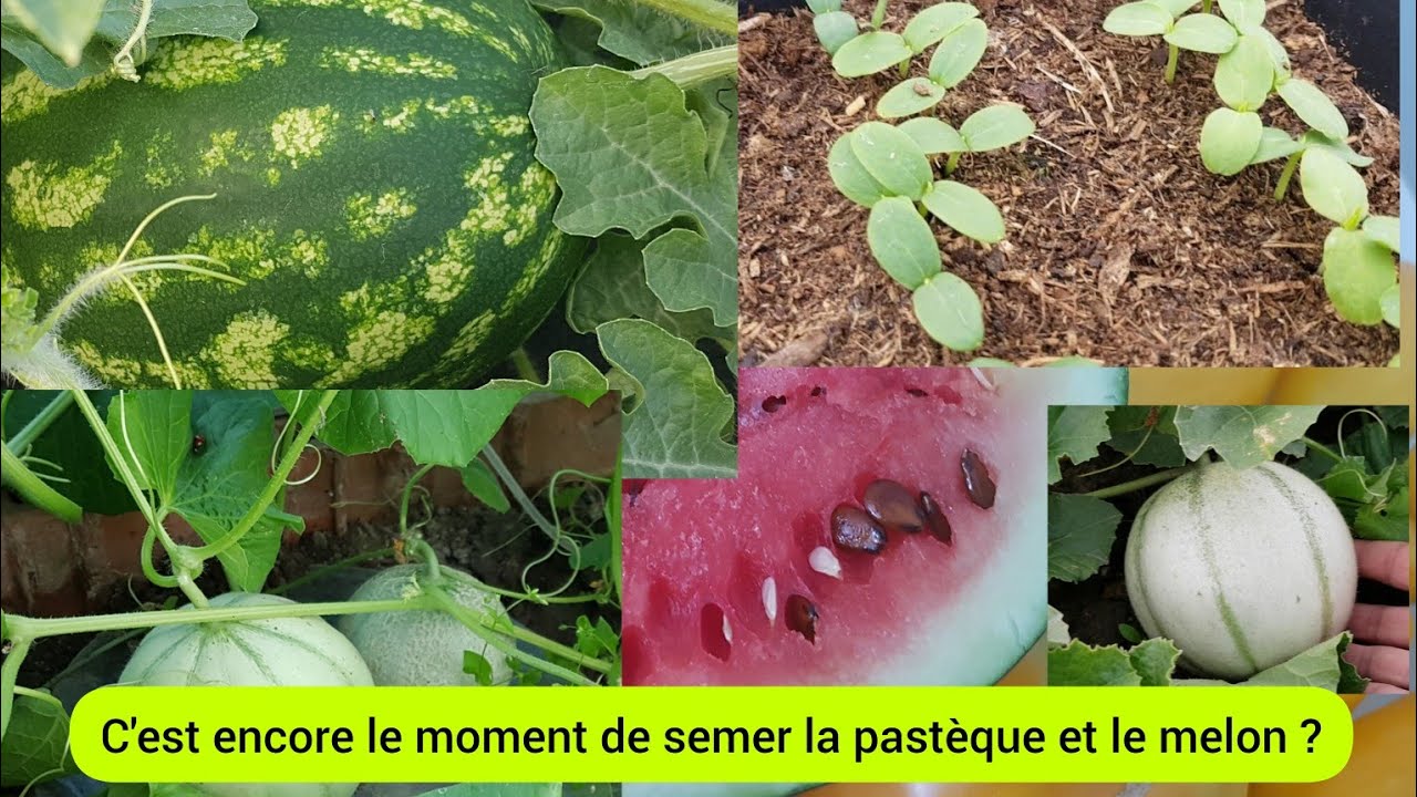 Comment bien réussir le semis de pastèque et de melon ? 2023