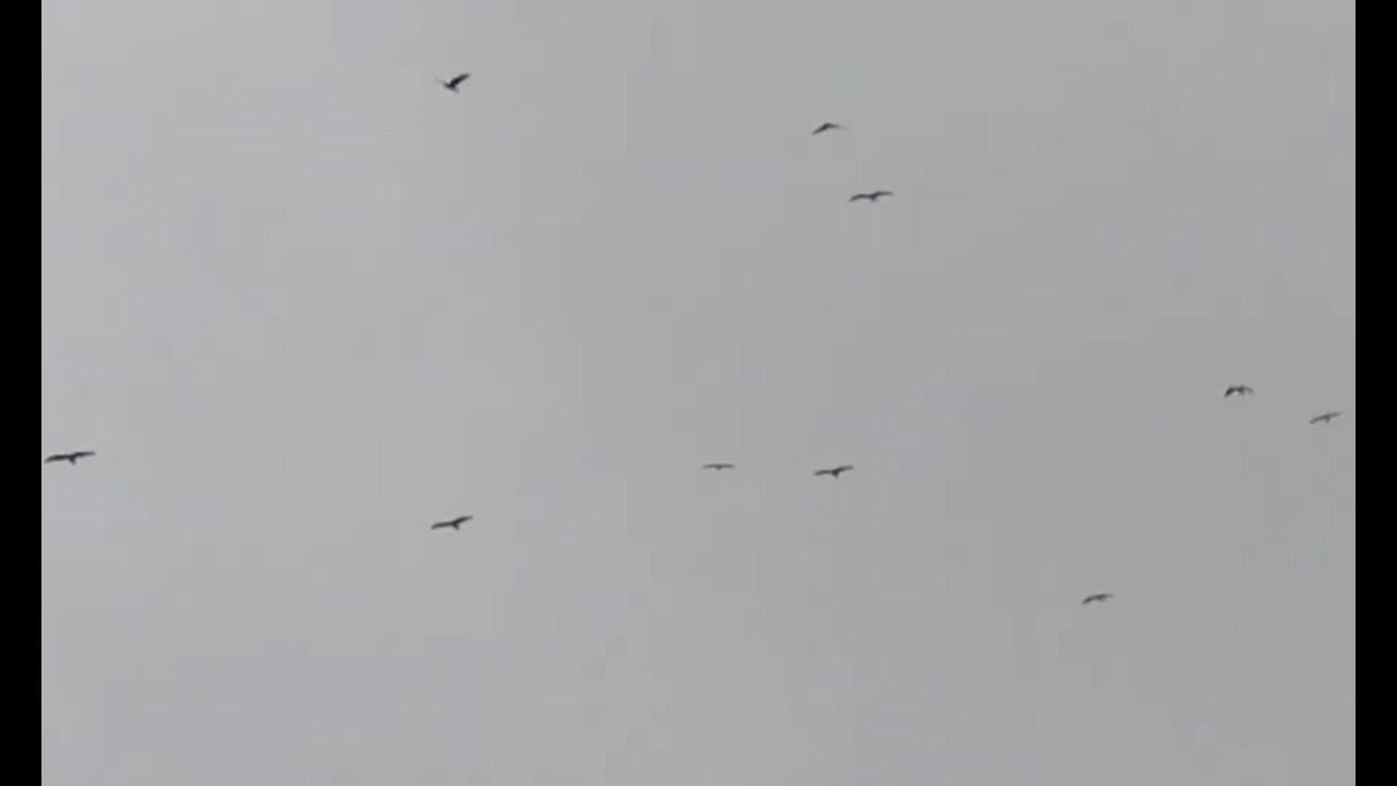 L'incredibile migrazione del Falco Pecchiaiolo