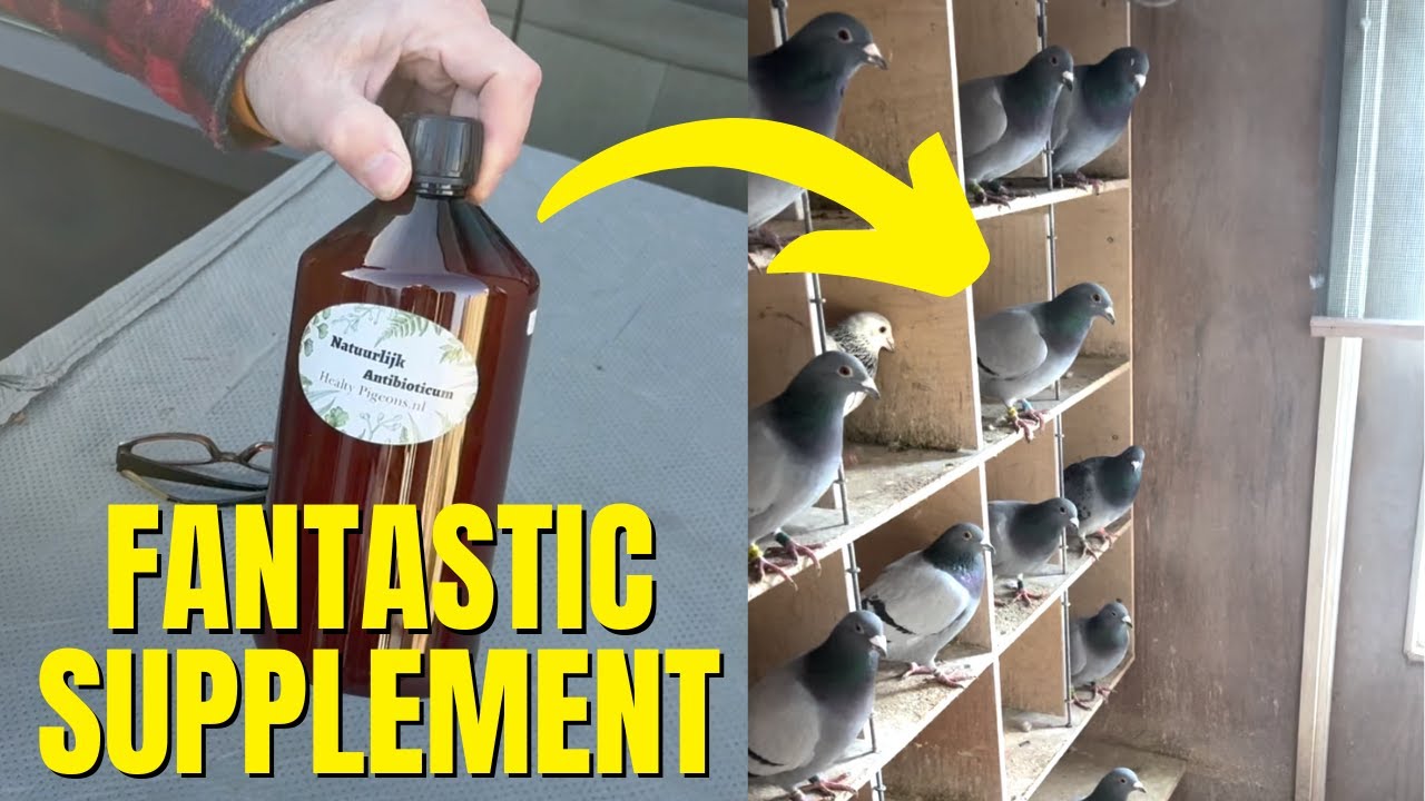 AMAZING NEW Supplement for Racing Pigeons (MUST SEE)