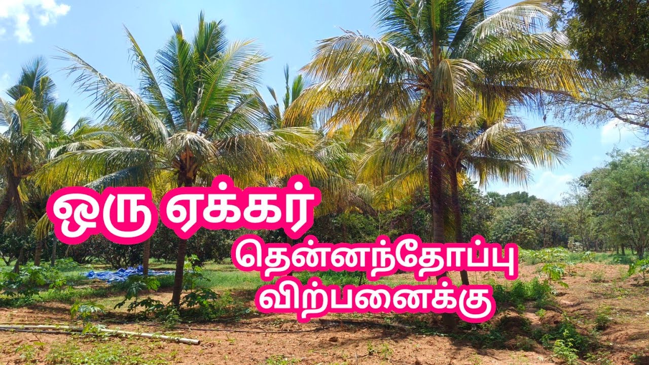 Project Number : 648. Kavalkinaru - Panakudi kumilampadu Coconut farm for Sale@rpcworld8740