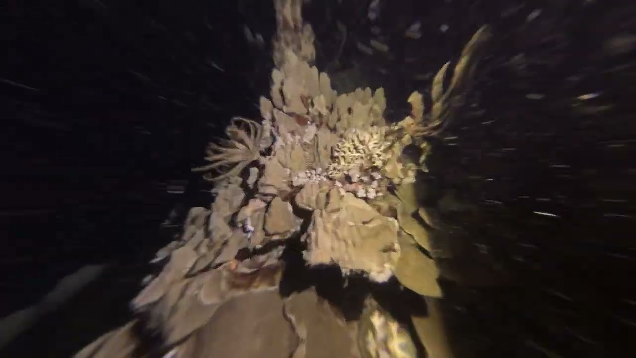 night dive nr.11, Egypt Marsa Alam, Aurora bay, Gabal El Rosas, Nurkowanie nocne