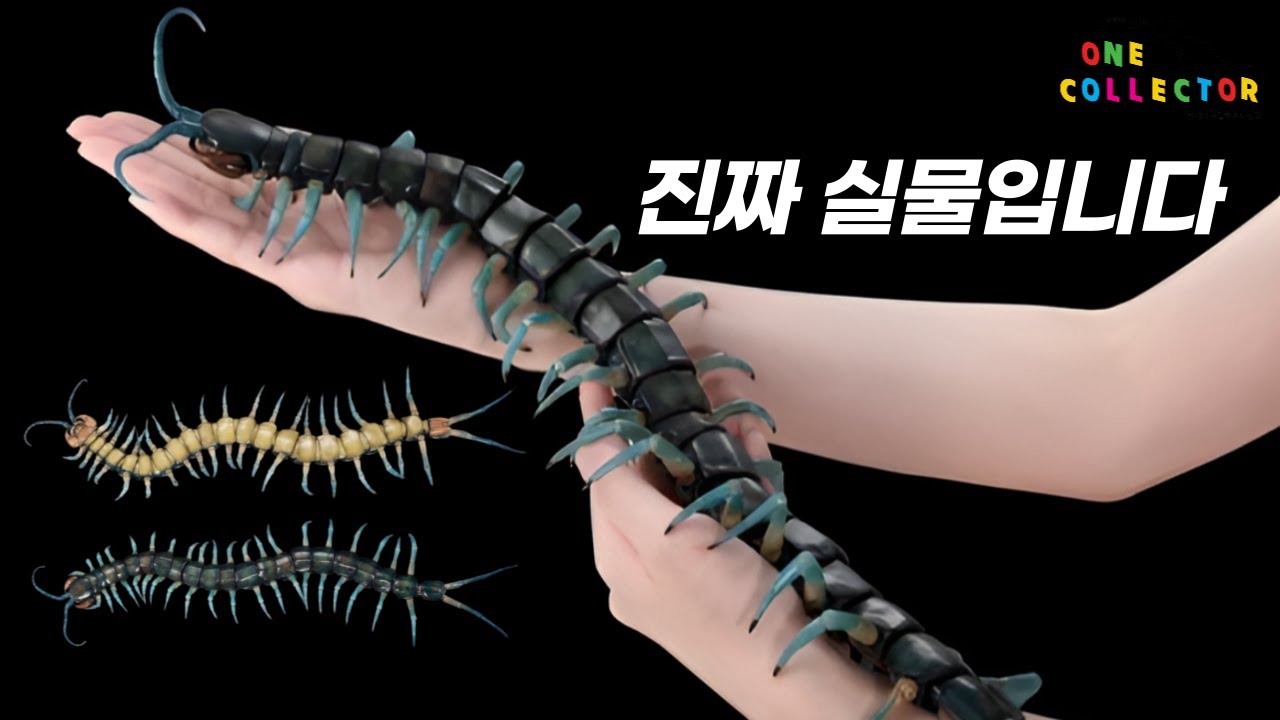최고 크기다! 일본 거대 왕지네 (생물 대도감)