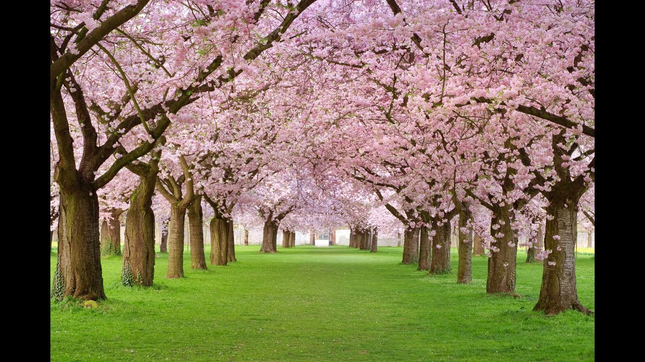 Floraciones de invierno: el cerezo y la camelia - Bricoman&iacute;a - Jardinatis