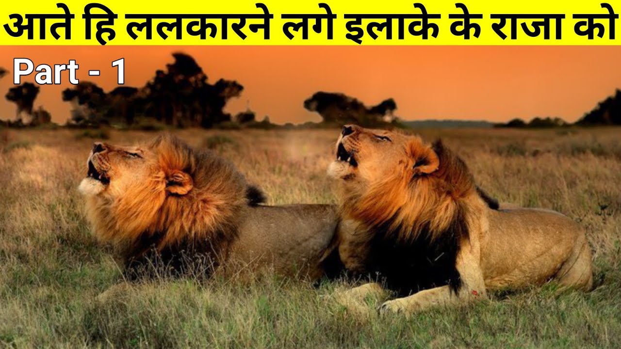 लकड़बग्घे को ख़त्म करके इलाके के राजा को देते हैं खुली चुनौती ! The True Story Of Lion Brother's |