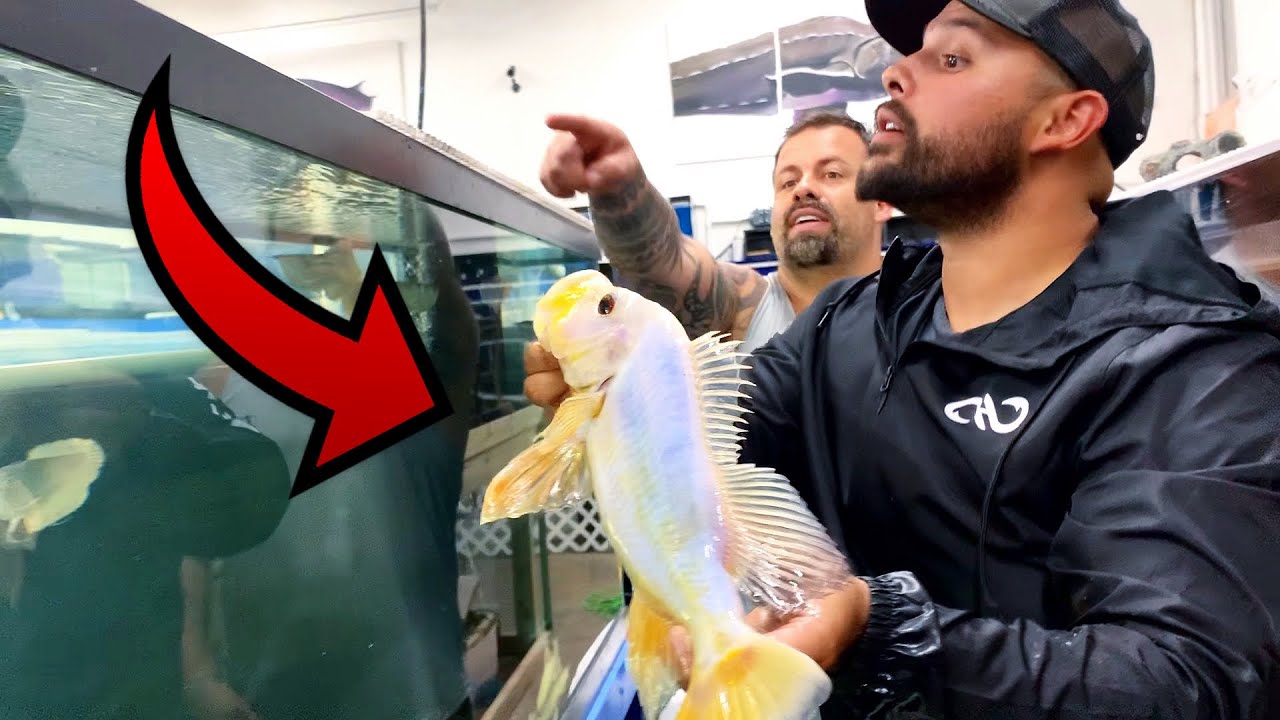MILLION to 1 Exotic Fish FOR SALE at FISH AUCTION! *RARE*